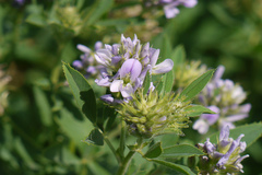 Medicago sativa